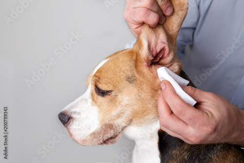 A person gently cleans the ear of a beagle using a cloth or cotton pad, showing careful hygiene and attentive pet care