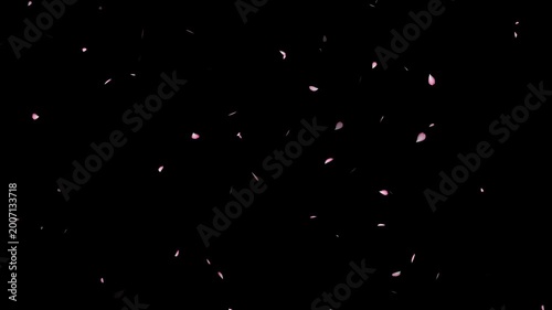 Cherry blossom spray and cherry blossom slow fall. pink petals overlay alpha channel, sakura petals drifting,  Rose petals drifting in the wind. Pink cherry blossom petals falling gracefully,