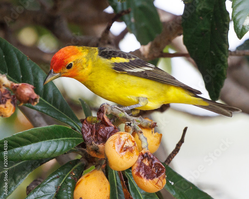 Φωτογραφία Male Western Tanager perched on a loquat tree