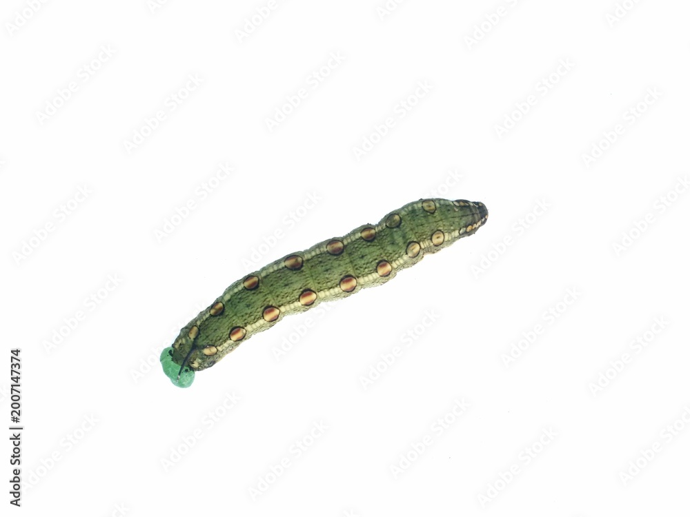 Obraz premium Green hawkmoth caterpillar (Theretra pinnata) isolated on a white background, perfect for nature, biology, and entomology themes