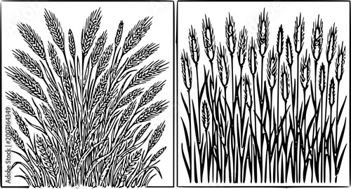 Fotografie Black ink linocut style wheat grain field silhouette illustration set in framed
