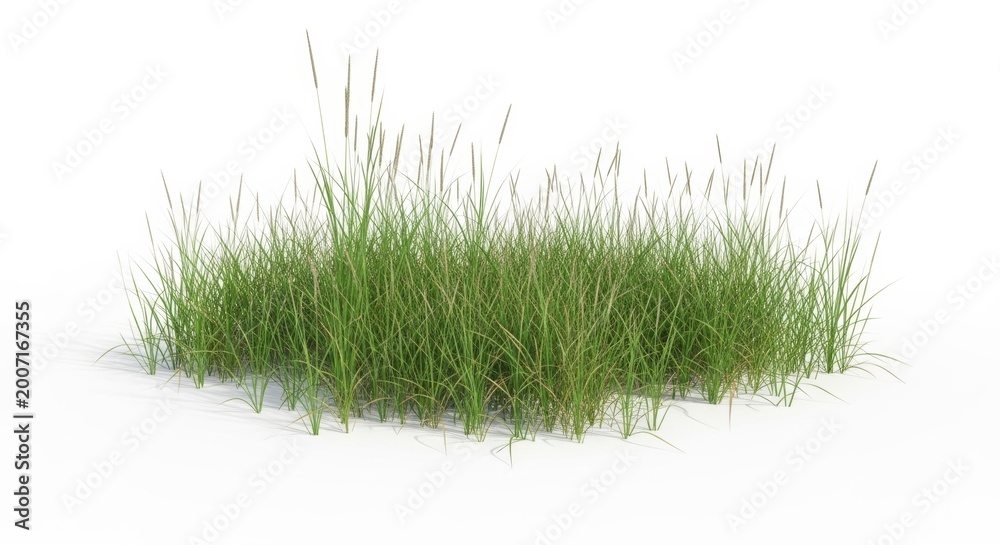 Fototapeta premium Green grass tuft isolated on white background, wild meadow grass patch for architectural visualization, organic lawn plant element