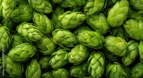 Close-up Macro View of Fresh Green Hops Cones for Brewing.