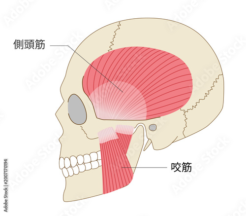 横から見た側頭筋と咬筋の解剖図と頭蓋骨（噛む力に関わる筋肉）