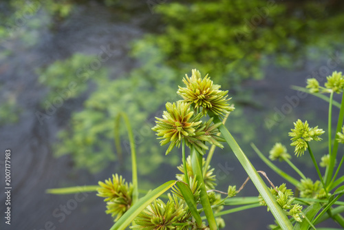 メリケンガヤツリ（Cyperus eragrostis）：水路をバックに花をクローズアップ【カヤツリグサ科】日本埼玉県・6月