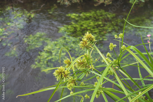 メリケンガヤツリ（Cyperus eragrostis）：用水路脇に生えたカヤツリグサ科の雑草／日本埼玉県・6月