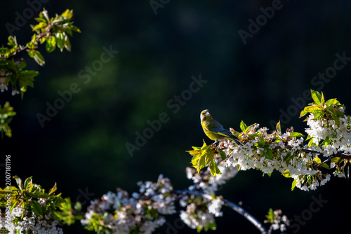 Tableau sur toile White Blossom Branch in Backlight Against Dark Background with Greenfinch — Dram