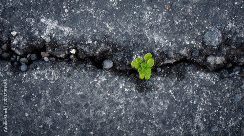 A tiny green plant emerges from a cracked asphalt road, symbolizing resilience and life in urban decay.