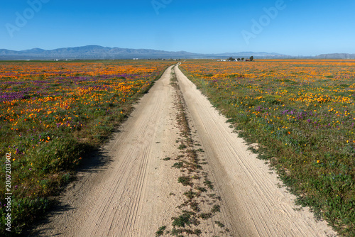 Straight dirt road disappearing into a wildflower super bloom.