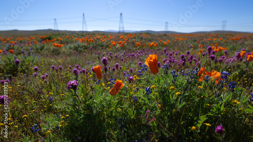 Wildflowers and poppies blooming near utility lines in the desert.