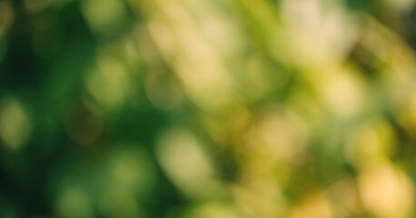 A beautifully blurred background featuring an array of soft green hues, creating a peaceful and serene atmosphere, perfect for a nature-themed design.