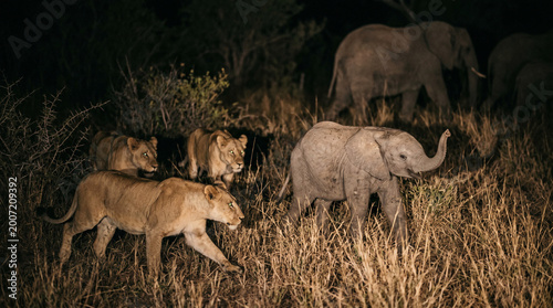 Canvas Print Lions stalking and hunting elephant cub at night, Hwange National Park, Zimbabwe