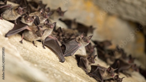 Fotografie Close up a swarm of  Mexican free-tailed bats or Brazilian free-tailed bats (Tadarida brasiliensis) waiting for the cover of night in cave, Austin, Texas, USA