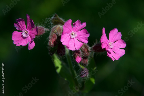 Rote Blüten 