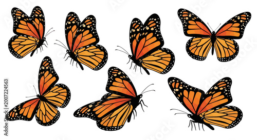 Fotografie Group of orange monarch butterflies flying.