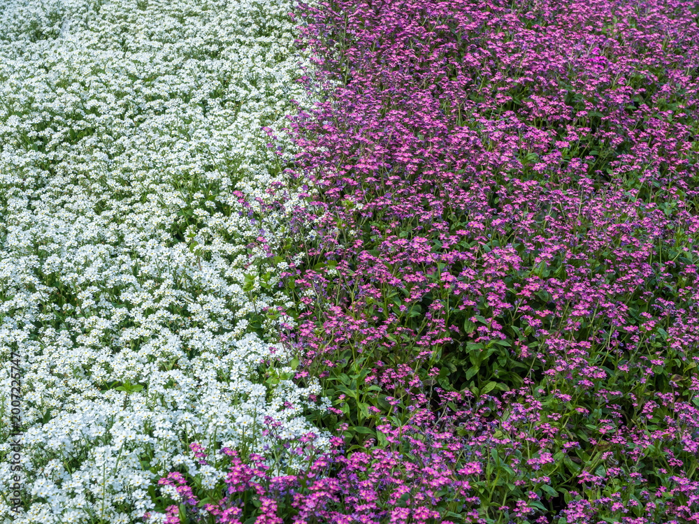 Obraz premium Pink and white myosotis flowers background spring blooming garden