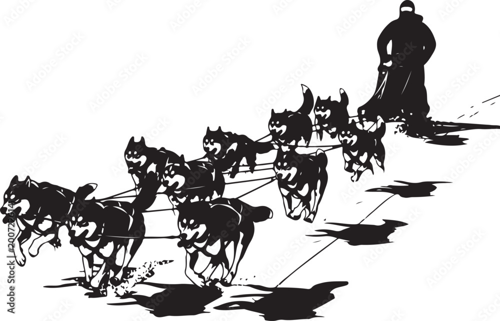 Fototapeta premium team of huskies pulling sled with musher in snowy landscape vector illustration,Generative Ai