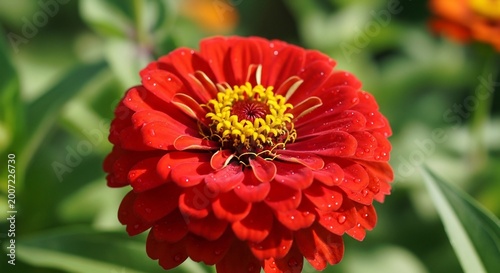 Red zinnia flower close up