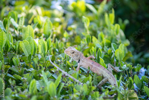 View of A chameleon basking in the morning sun on top of a green bush, focus selective