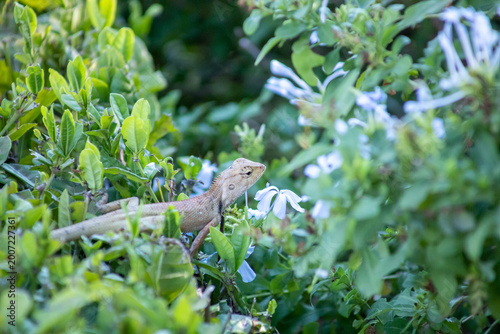 View of A chameleon basking in the morning sun on top of a green bush, focus selective