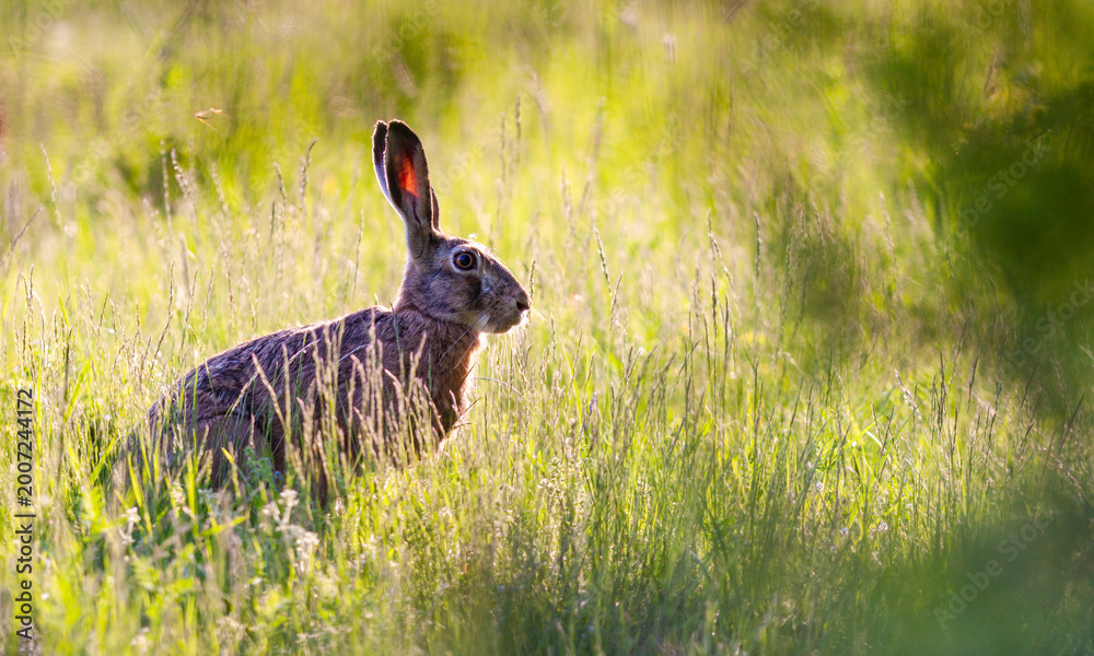 Obraz premium Wild European rabbit, Lepus europeus in natural forest environment in spring