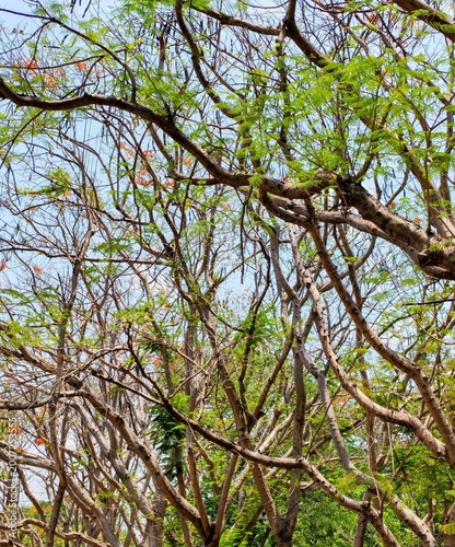 Low angle view of fresh green leaves on flamboyant tree branches against blue sky background for nature therapy and eco friendly environment concept