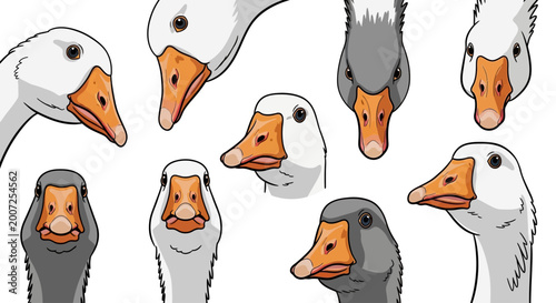 Fotografía Goose head vector collection, set of 9 funny white and grey geese characters, fa