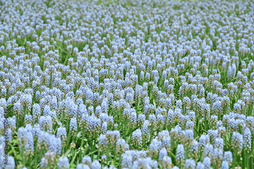 Cuadro en lienzo ムスカリの花畑