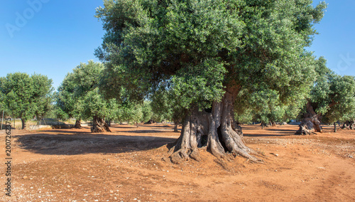 old big olive tree in a field with red  soil under blue sky in Puglia in italy