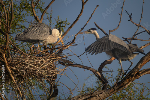 Obraz na plátně Two herons interacting at a nest, one delivering a twig