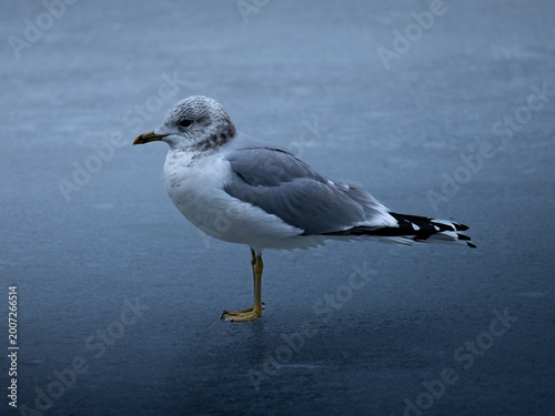 Fotografie Seagull standing calmly on smooth icy surface with soft blue‑grey tones and natural winter light