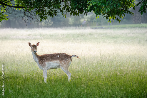 The doe