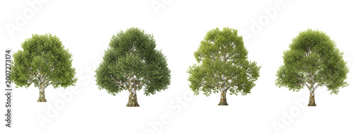 Four isolated sycamore trees with green leaves on a black background