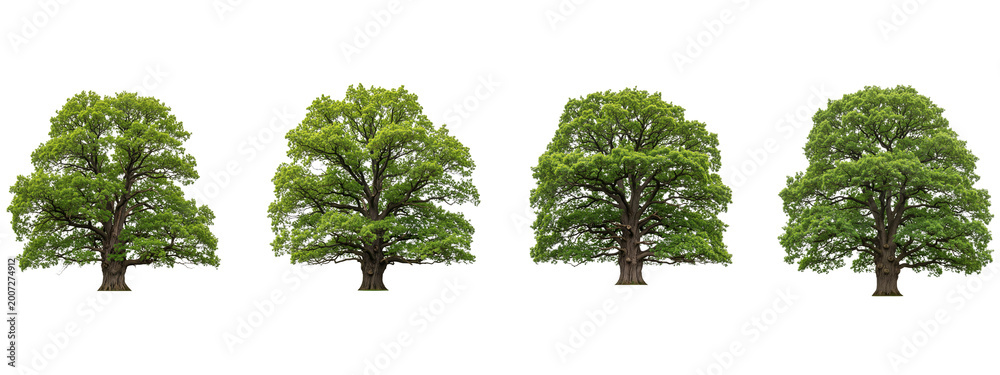 Fototapeta premium Four large green oak trees isolated on a black background for design
