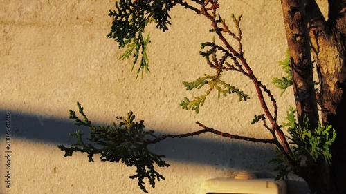Dramatic Morning Sun Rays Through Nature in Cinematic Style