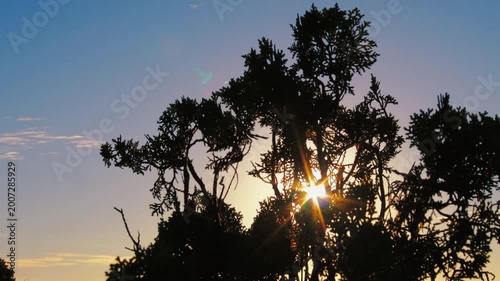 Dramatic Morning Sun Rays Through Nature in Cinematic Style
