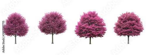 Four vibrant pink cherry trees isolated on black background for design