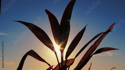 Dramatic Morning Sun Rays Through Nature in Cinematic Style
