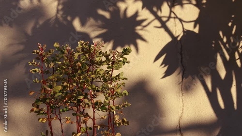 Dramatic Morning Sun Rays Through Nature in Cinematic Style