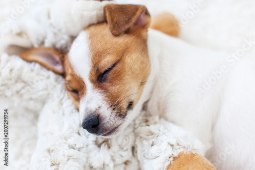 Фотография Little white puppy sleeping on white cozy blanket at home