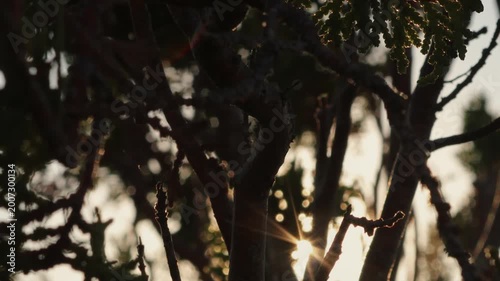 Dramatic Morning Sun Rays Through Nature in Cinematic Style
