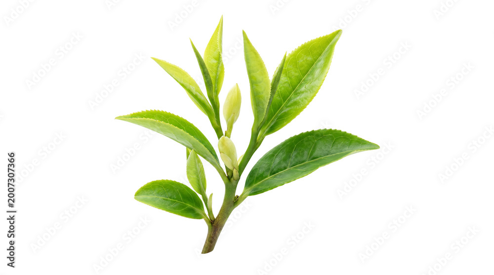 Fototapeta premium Fresh green tea leaves on branch, organic camellia sinensis plant sprout, vibrant herbal tea foliage for healthy beverage branding isolated PNG with Transparent Background