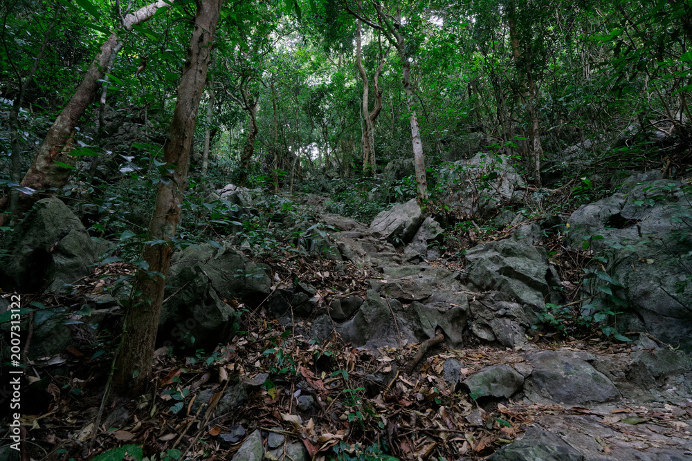 Obraz premium jungle in Cat Ba island in north vietnam, famous place and authentic jungle near Ha long bay