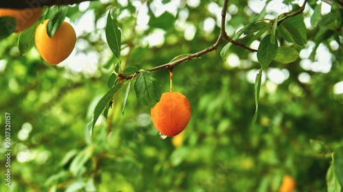 Summer warm mood.Green garden branch of apricot with ripe sweet fruits