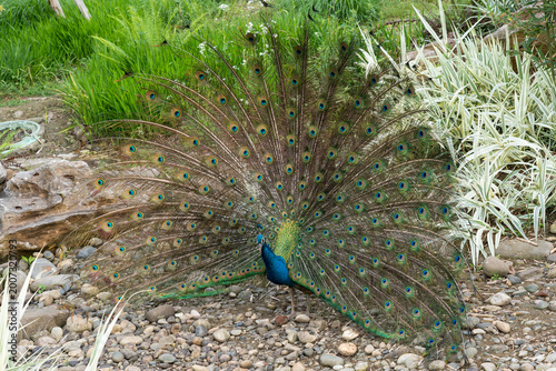 Fotografía Peacock flaunting its open plumage fan of eyespot patterned feathers