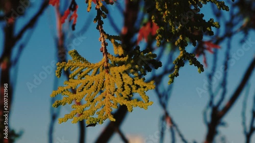 Dramatic Morning Sun Rays Through Nature in Cinematic Style