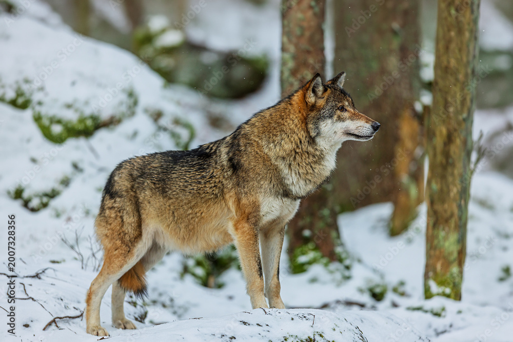 Fototapeta premium Proud Canis lupus Grey Wolf standing tall in a snowy forest clearing