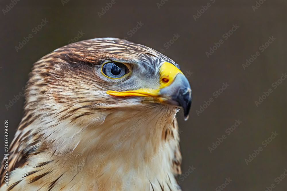 Obraz premium Buteo regalis Ferruginous hawk close portrait against dark background with focused eye