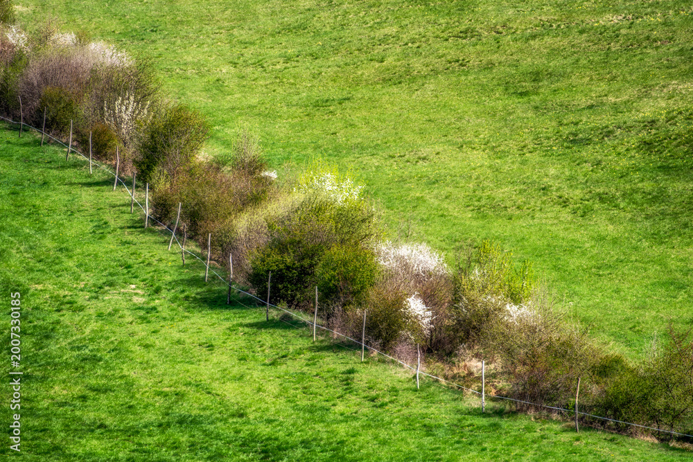 Obraz premium Spring green meadow with blooming shrubs and rural fence pattern in countryside landscape
