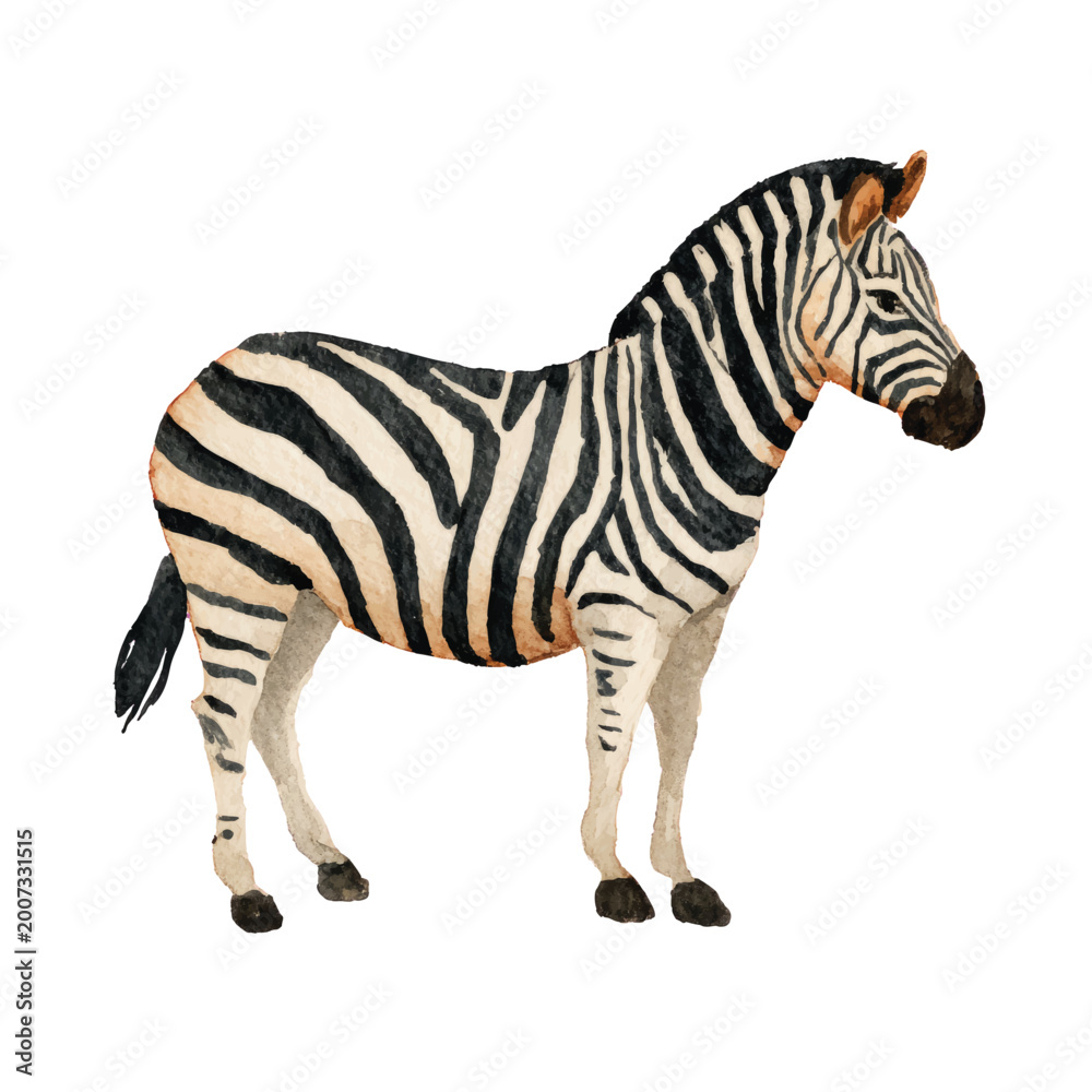 Fototapeta premium Zebra Standing Alone Black White Animal.